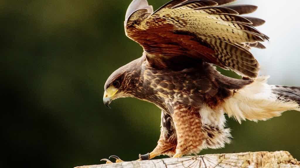Birds of Prey