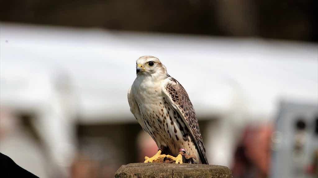 Birds of Prey