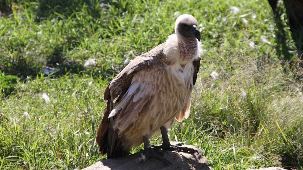 Birds of Prey