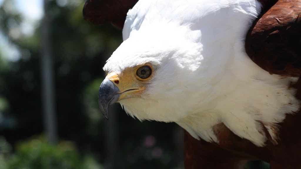 Birds of Prey