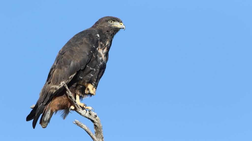 Birds of Prey