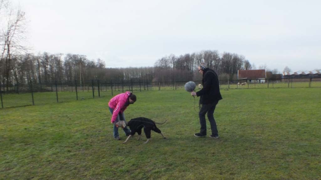 Dogs