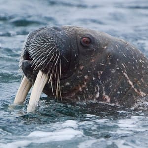 Walrus Website