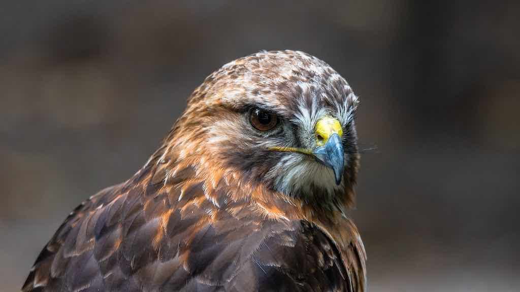 Birds of Prey