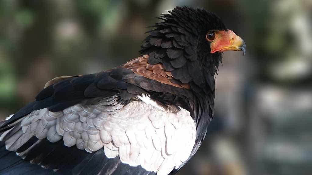 Birds of Prey