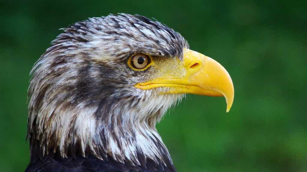 Birds of Prey
