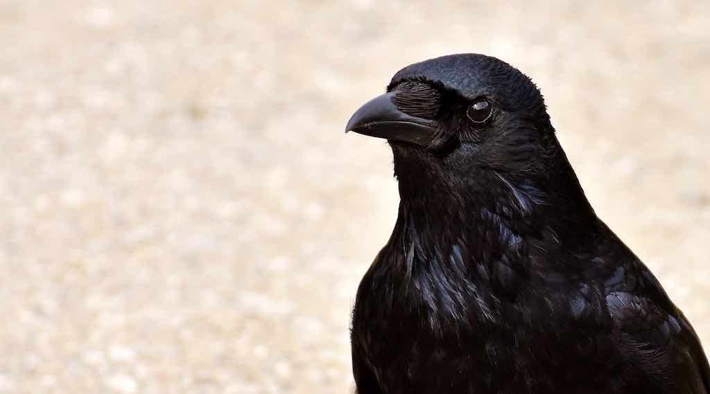 Birds of Prey