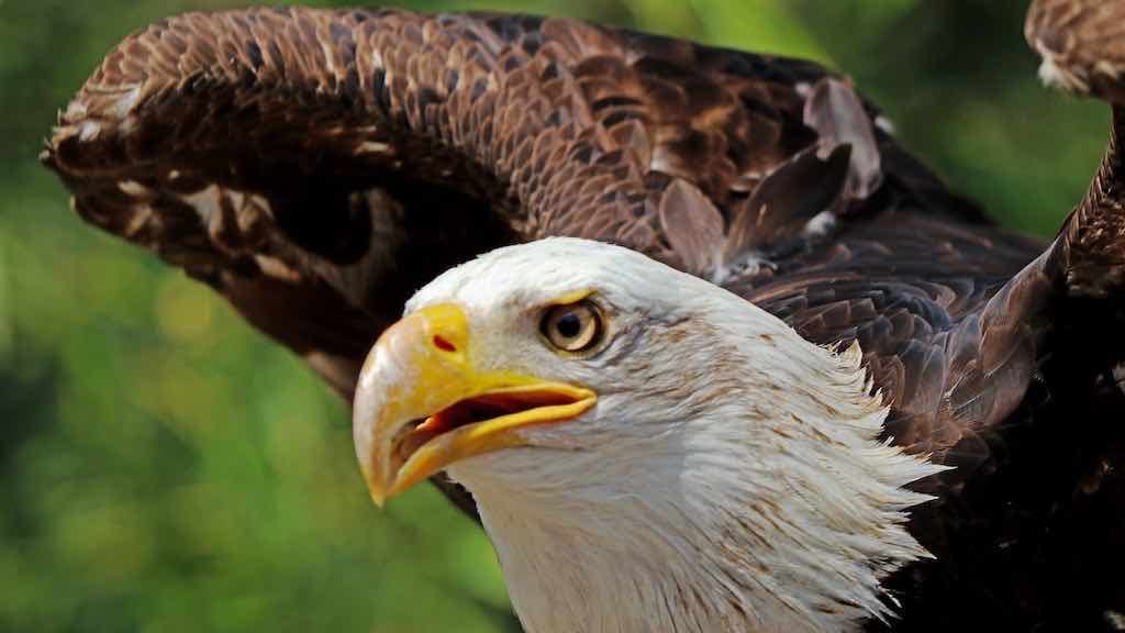 Birds of Prey