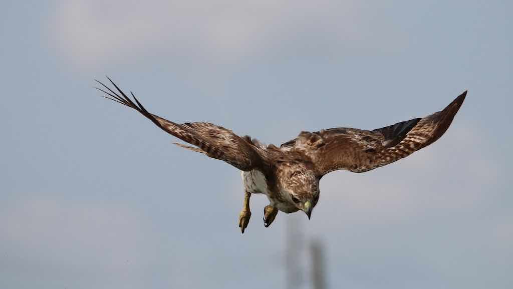 Birds of Prey