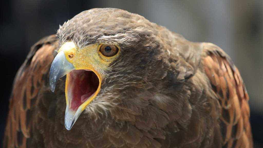 Birds of Prey