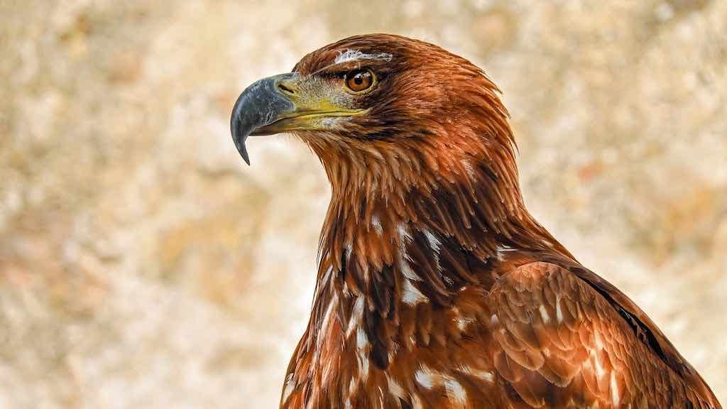 Birds of Prey
