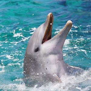 Dolphin Website