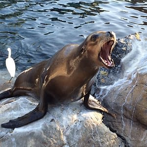 Sea Lion Website