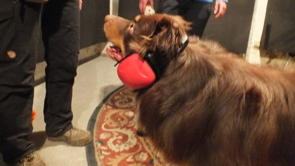 Dogs