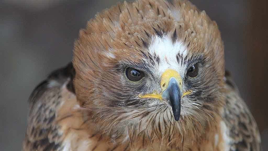 Birds of Prey