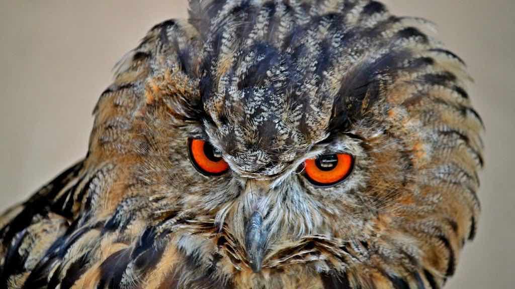 Birds of Prey