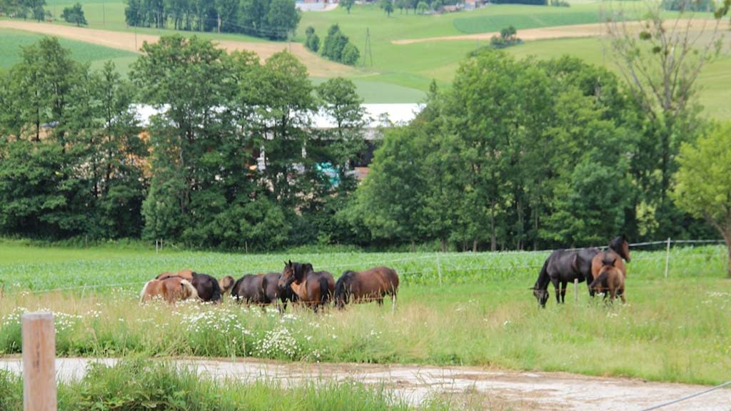 Horses