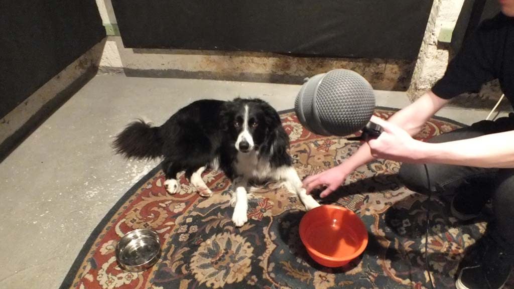 Dogs