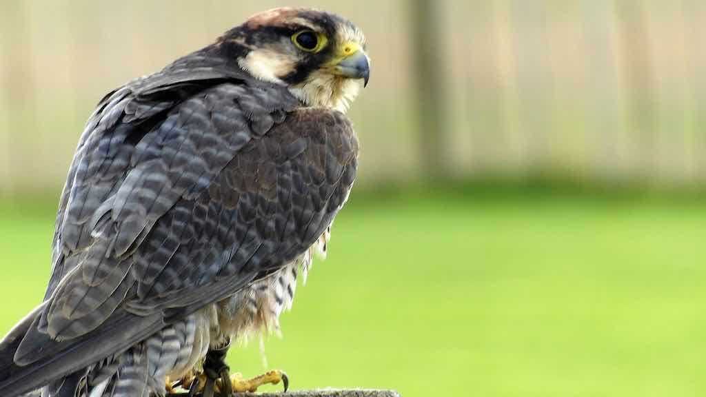 Birds of Prey