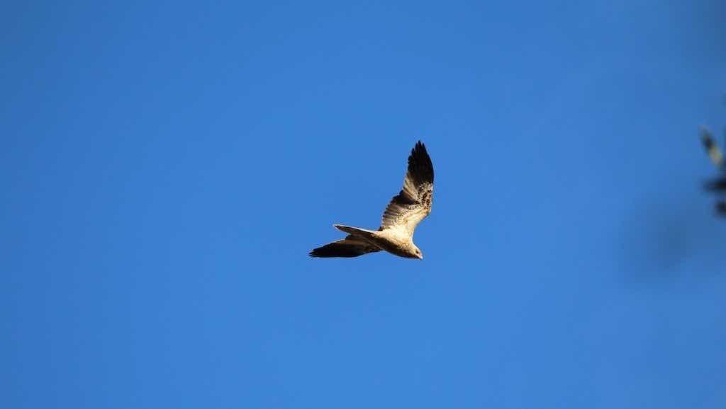 Birds of Prey