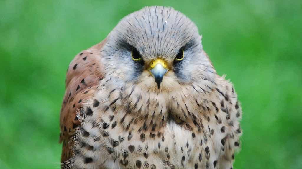 Birds of Prey