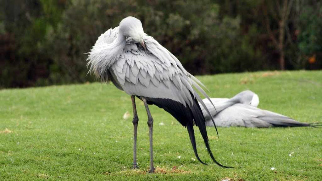 Birds of Prey