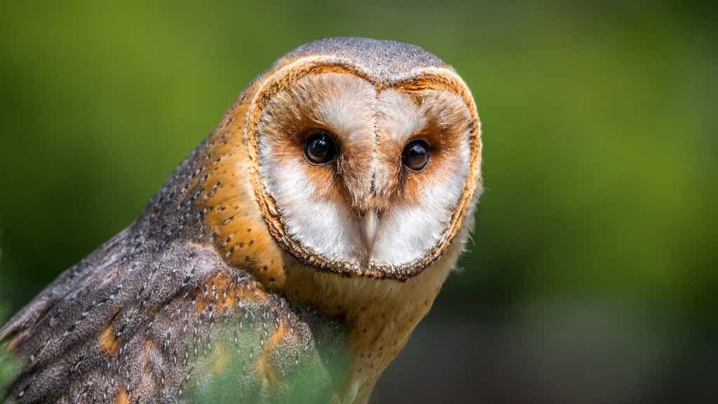 Birds of Prey