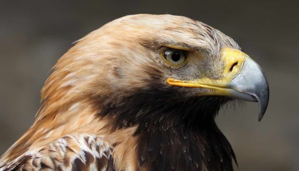 Birds of Prey