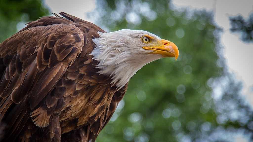 Birds of Prey