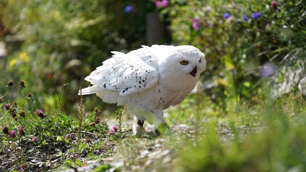 Birds of Prey