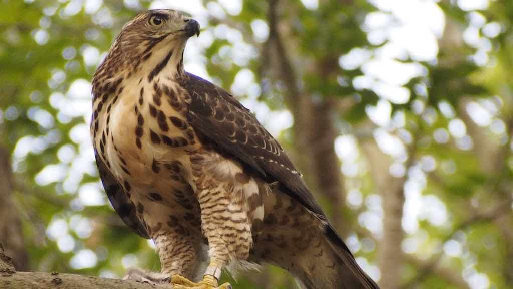 Birds of Prey