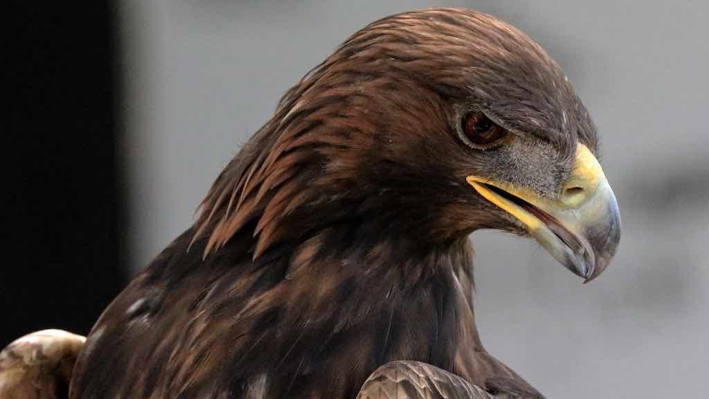 Birds of Prey