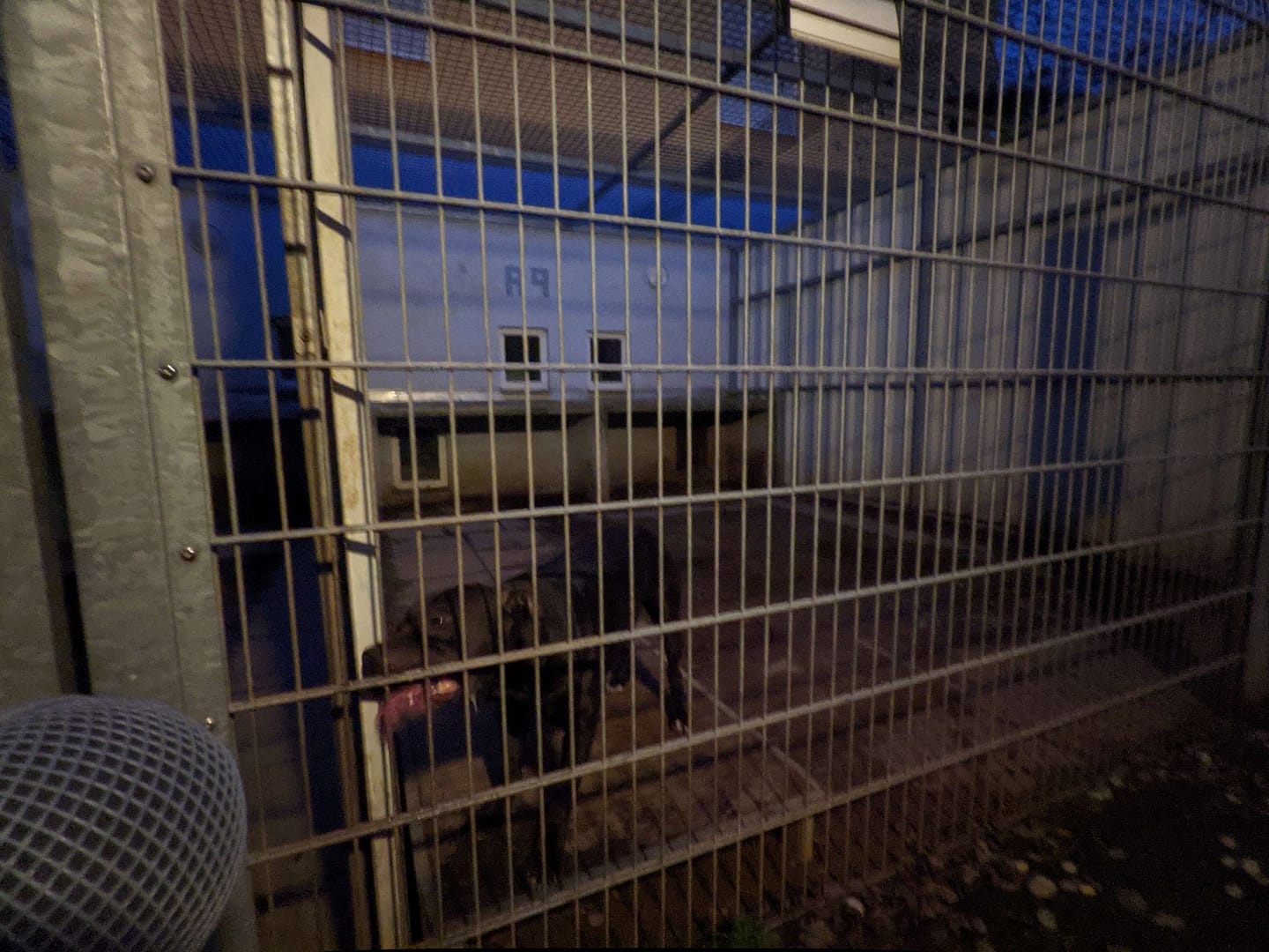 dog barking sound effects
