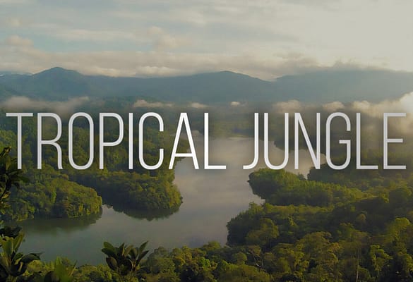 WELCOME TO THE JUNGLE