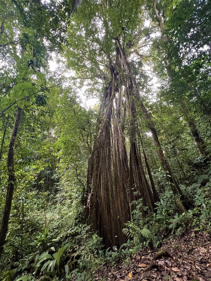 tall tree in rainforest