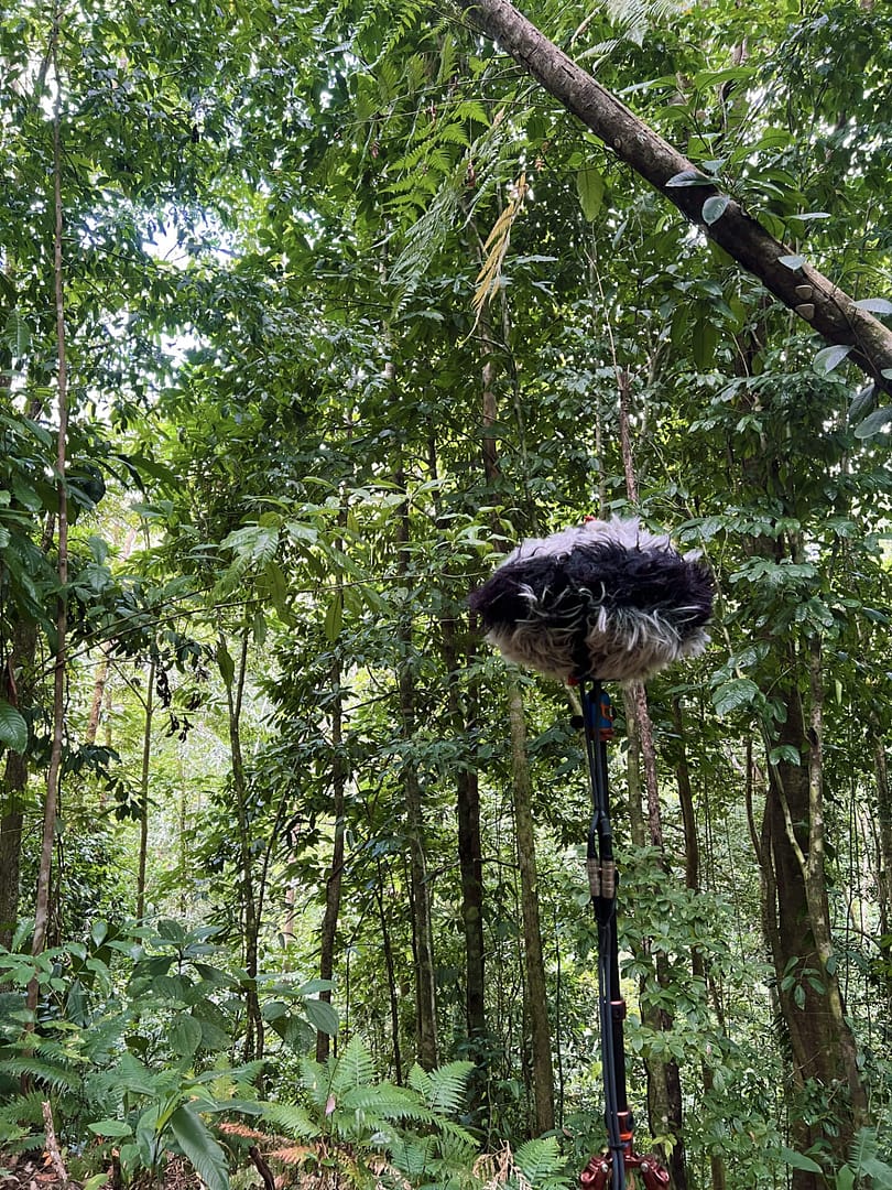 schoeps ortf-3D in jungle