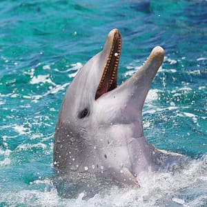 BOOM Library recording dolphin sound effects