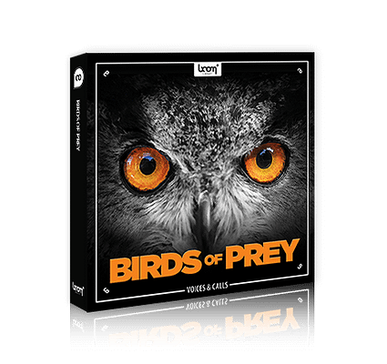 [BEHIND THE SCENES] Recording Birds Of Prey