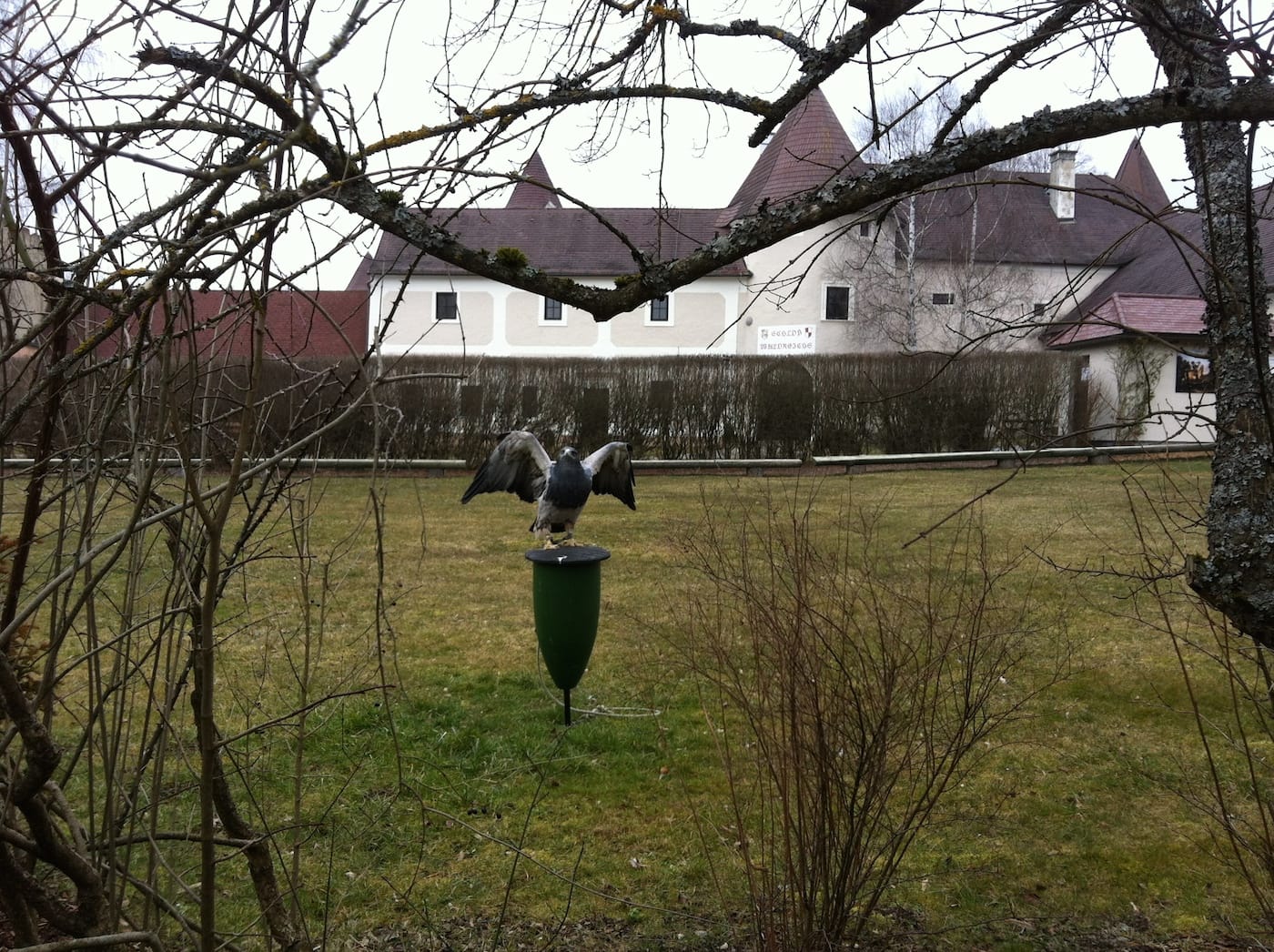 bird of prey