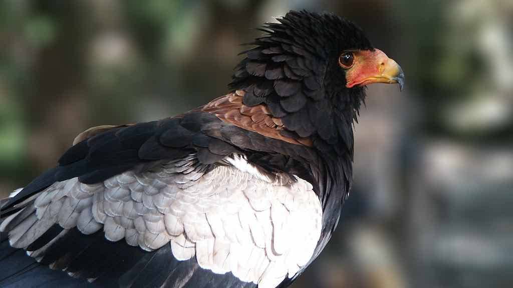Birds of Prey