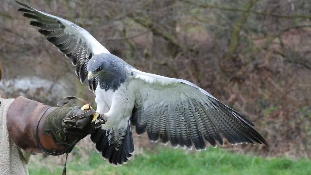 Birds of Prey