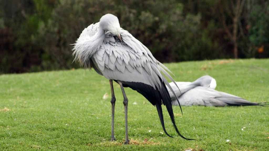 Birds of Prey
