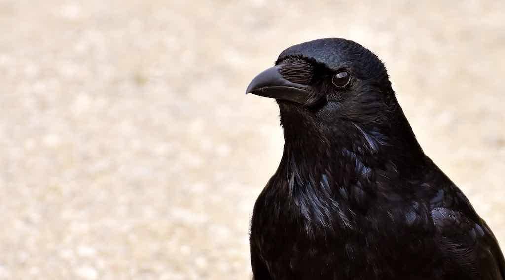 Birds of Prey