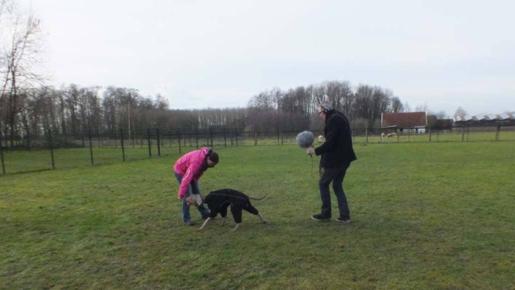 Dogs
