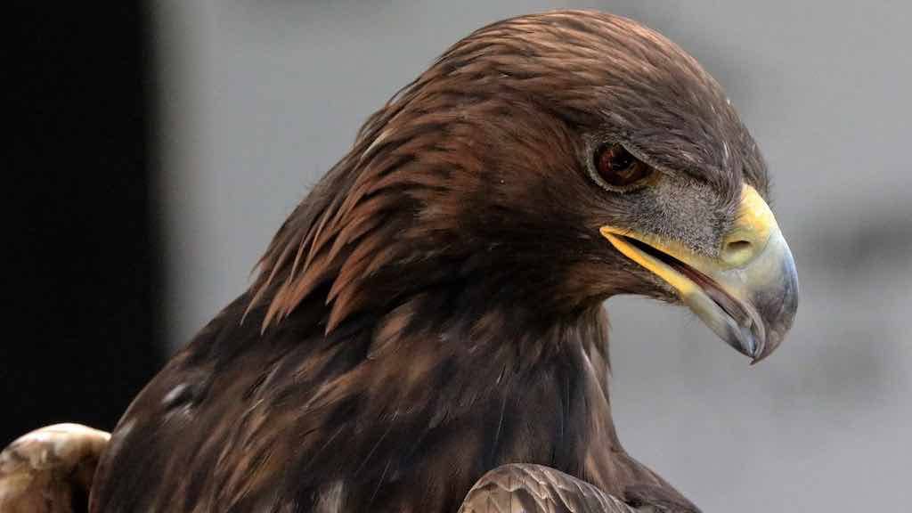Birds of Prey
