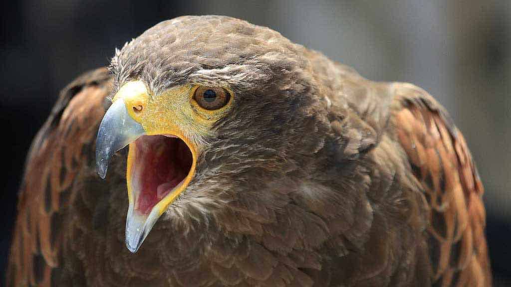 Birds of Prey