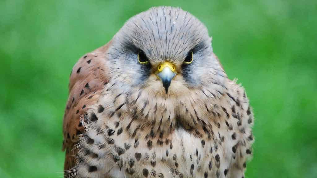 Birds of Prey