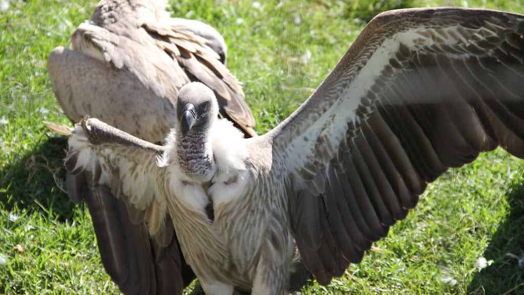 Birds of Prey