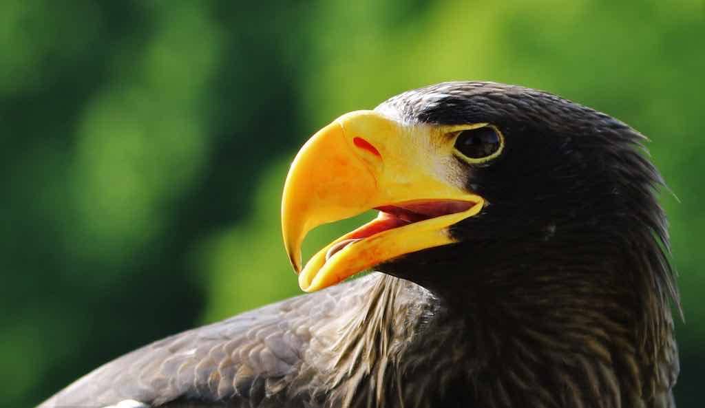 Birds of Prey