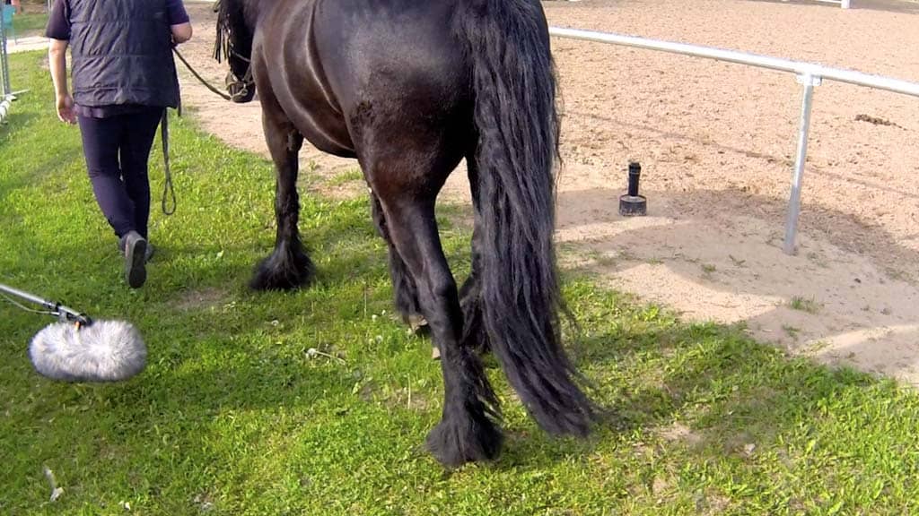 Horses